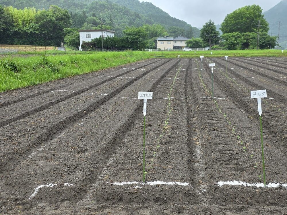 広涼電設が三田で栽培している黒豆の畑